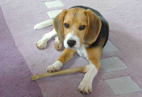 Zelf gezond eten maken voor hond en kat