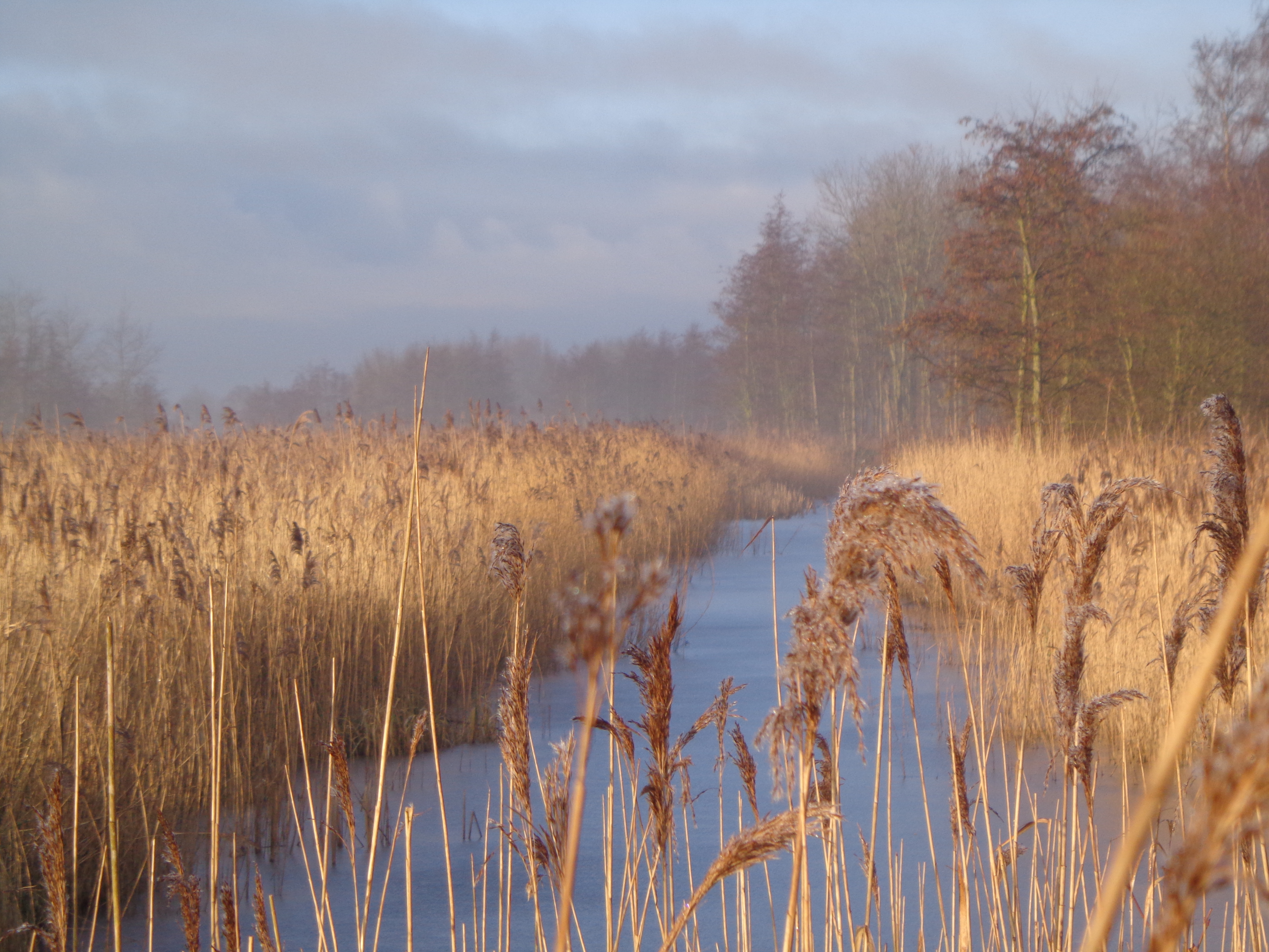Kans op foliumzuurstapeling