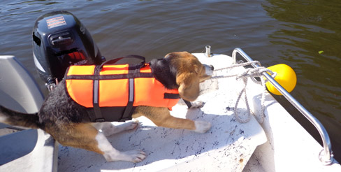 Natuurlijke remming van ontstekingen