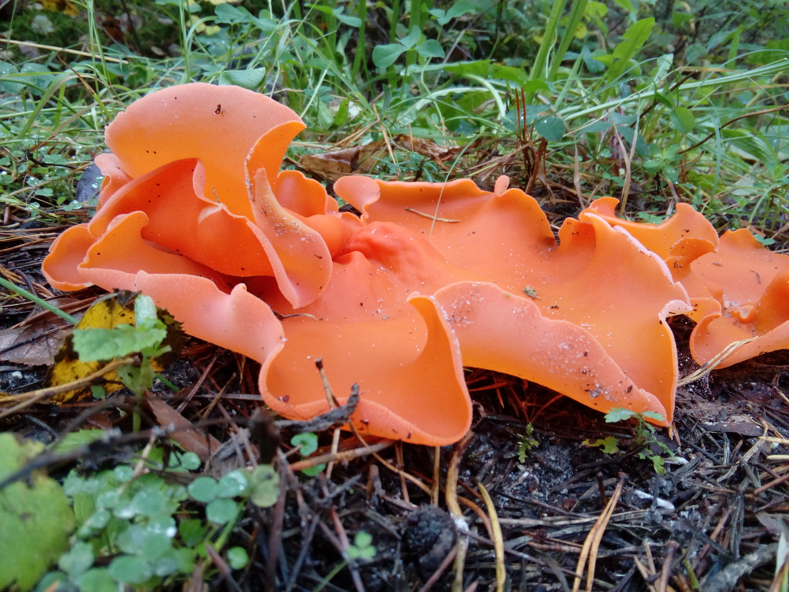 Kans op foliumzuurstapeling