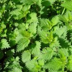 Natuurlijke darmmicrobioom versterking