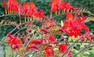 rodebloem_closeup_T. Gottschal