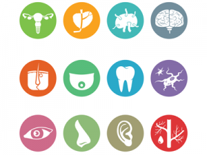 Verschil tussen fytotherapie en homeopathie