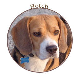 Dierendag: let op pijn bij honden