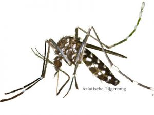 Dengue (knokkelkoorts) en behandelopties