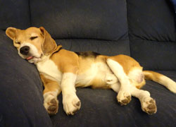 Hoe slaapt jouw hond?