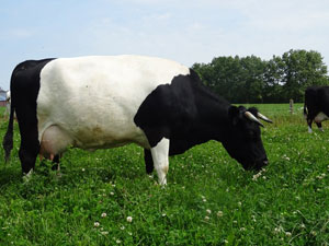 Kweekvlees: een diervriendelijk alternatief?