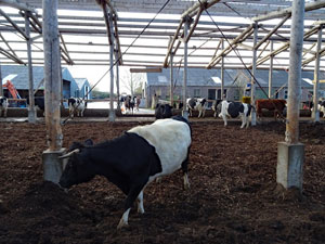 Pesticidencocktails alarmerend hoog