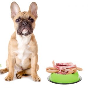 Dierendag: let op pijn bij honden