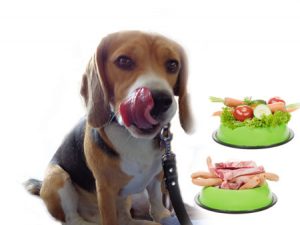 Dierendag: let op pijn bij honden