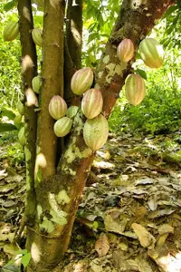 https://www.freepik.com/free-photo/beautiful-shot-cocoa-plantations-with-green-leaves-jungle_10399923.htm#query=cocoa%20tree&position=9&from_view=search&track=ais