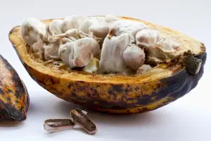 https://www.freepik.com/free-photo/closeup-shot-cut-cocoa-plant-white-surface_17234197.htm#query=cocoa%20bean&position=33&from_view=search&track=ais