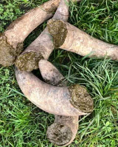 Biodynamische landbouw: &egrave;cht gezonde voeding