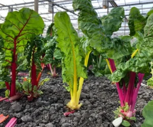 Biodynamische landbouw: &egrave;cht gezonde voeding